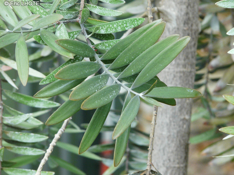  - Agathis australis - 