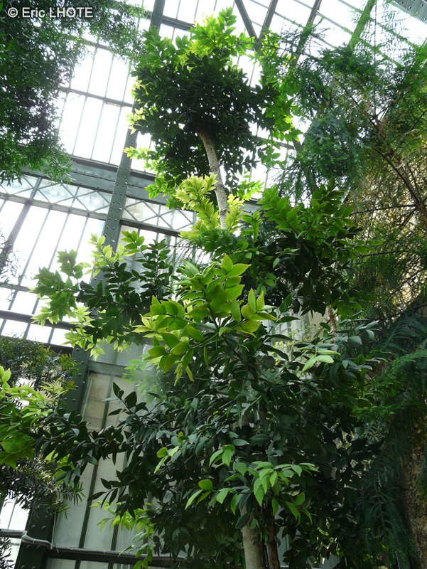 Araucariaceae - Agathis australis - Kaori, Kauri