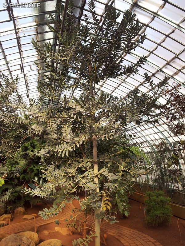 Araucariaceae - Agathis lanceolata - Kaori de foret, Kaori du sud