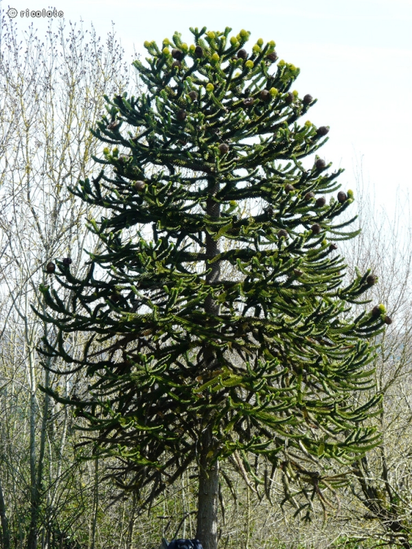  - Araucaria araucana - 