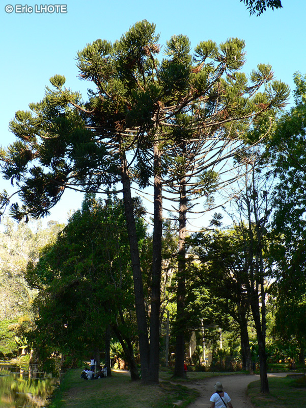  - Araucaria bidwillii - 