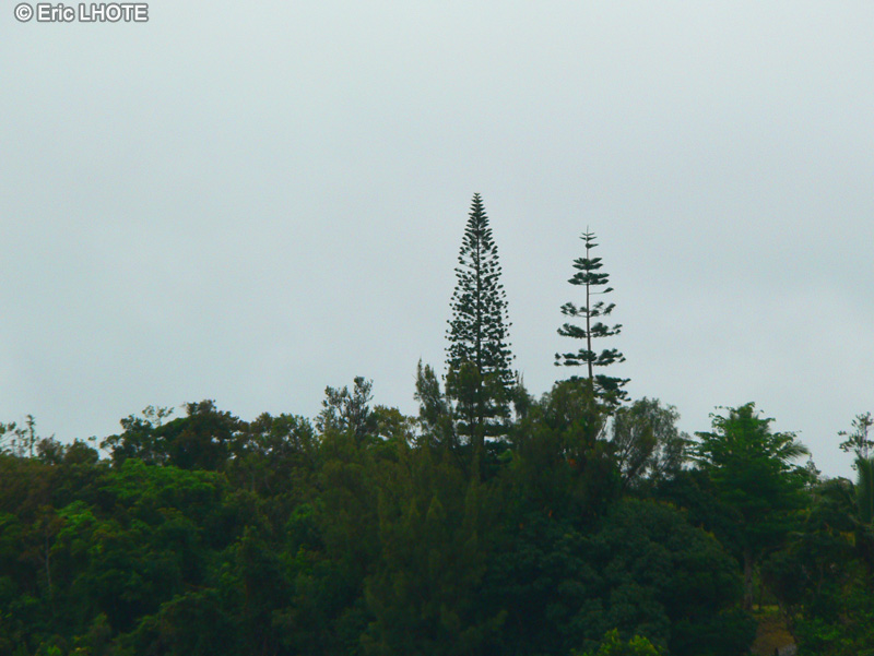  - Araucaria columnaris - 