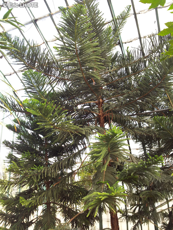Araucariaceae - Araucaria cookii var. luxurians - Pin colonnaire