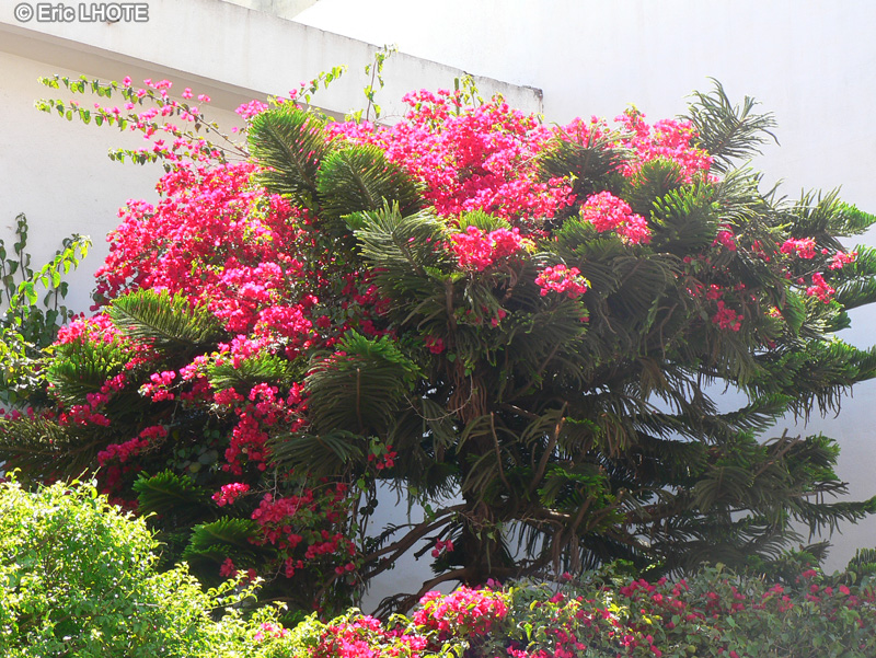 Araucariaceae - Araucaria heterophylla, Araucaria Excelsa - Pin de Norfolk