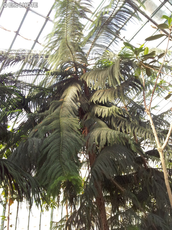 Araucariaceae - Araucaria nemorosa - Boise Araucaria