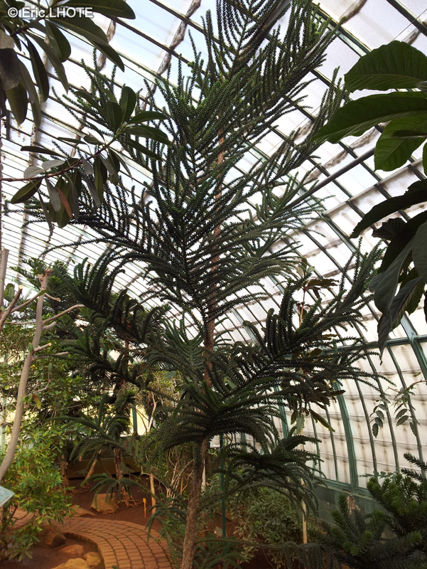  - Araucaria rulei - 