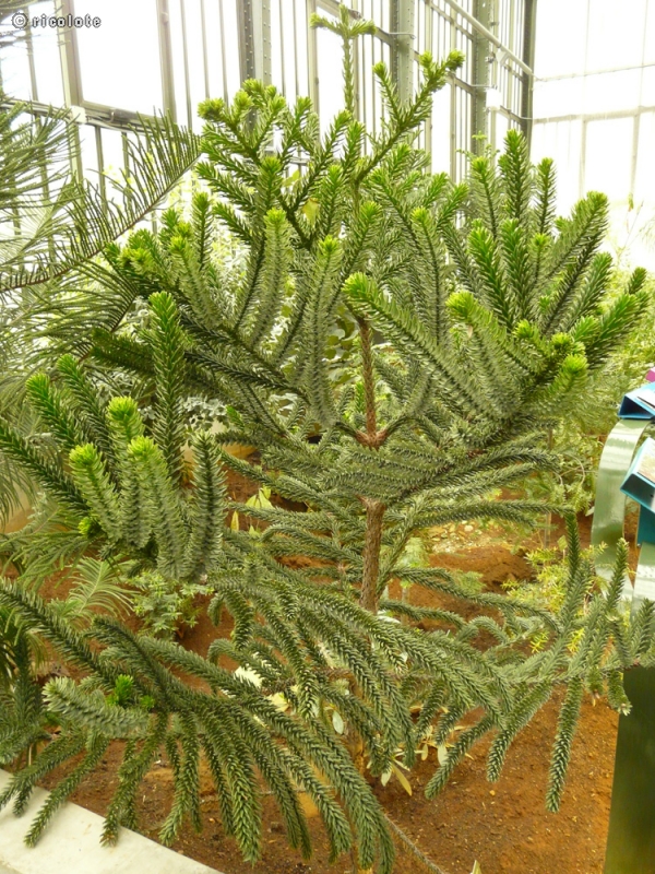  - Araucaria rulei - 
