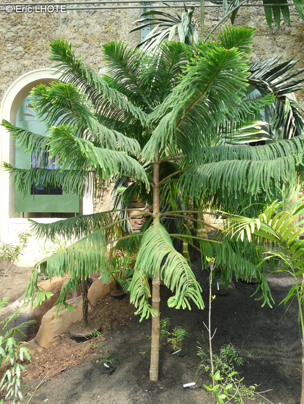 Araucariaceae - Araucaria subulata - Araucaria