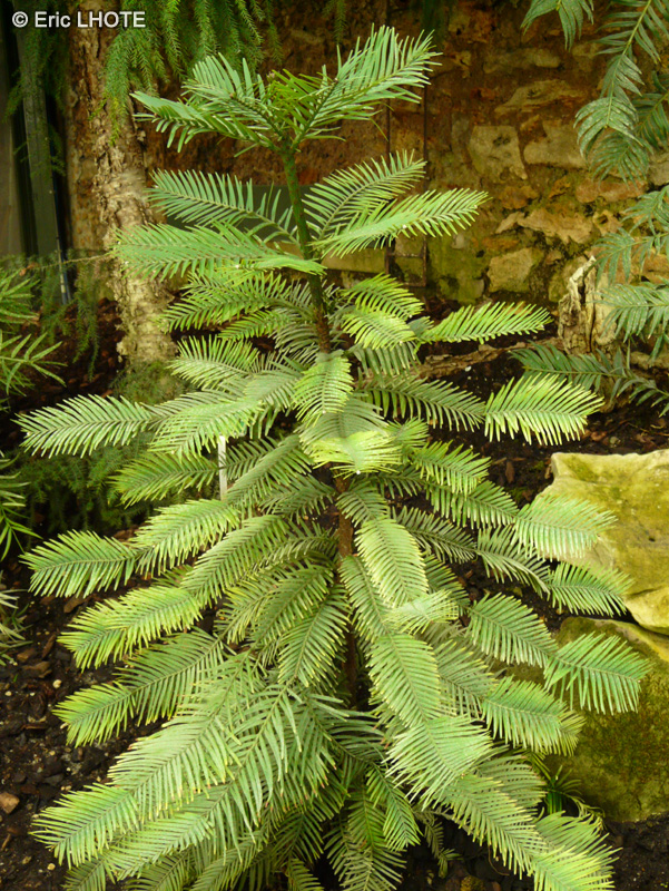 - Wollemia nobilis - 