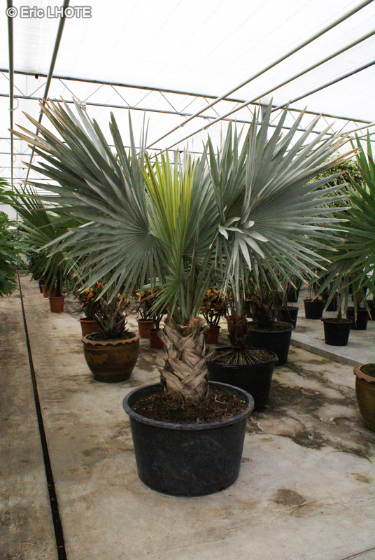 Arecaceae - Bismarckia nobilis - Palmier de Bismarck