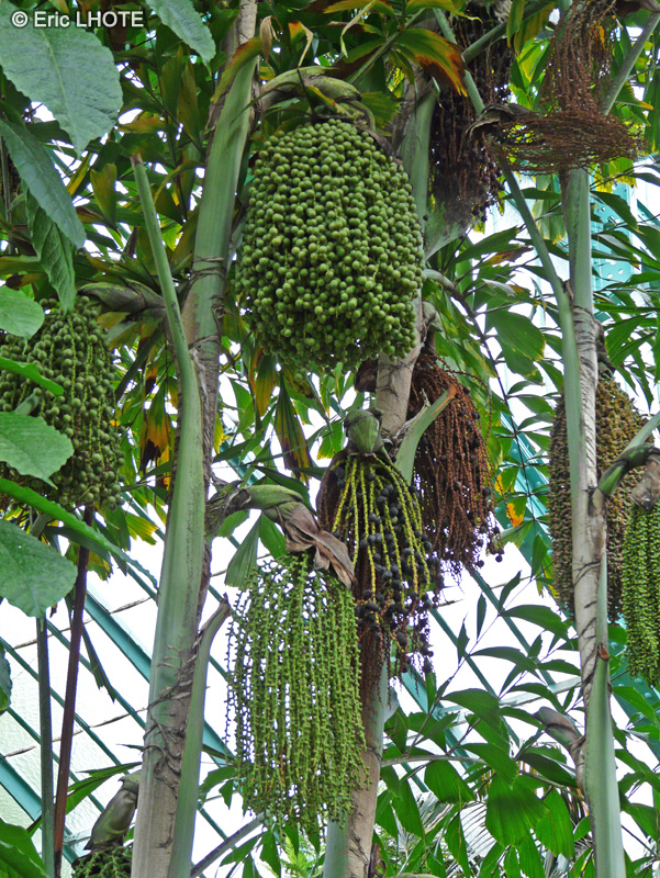 Arecaceae - Caryota mitis - Caryote, Palmier à sucre, Palmier brûlant, Palmier céleri, Palmier à queue de poisson