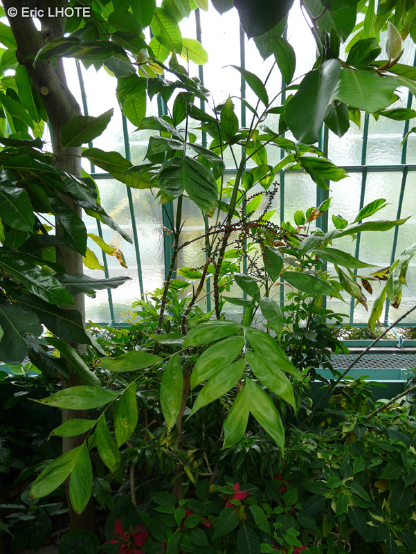  - Chamaedorea elegans - 