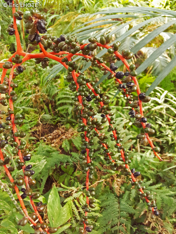  - Chamaedorea oblongata - 