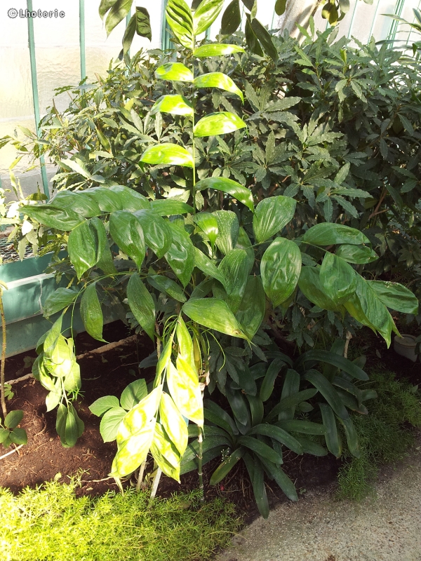  - Chamaedorea oblongata - 