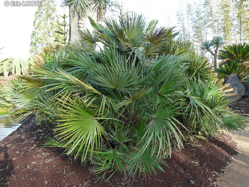  - Chamaerops humilis - 