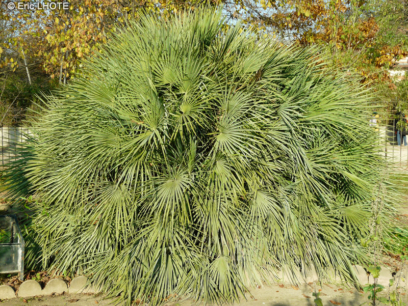  - Chamaerops humilis - 