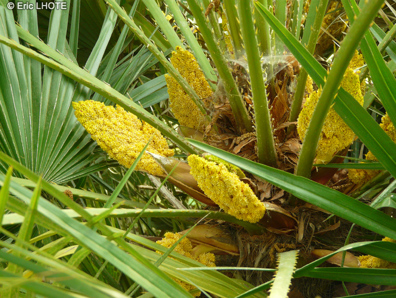  - Chamaerops humilis - 