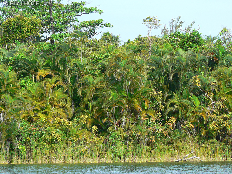  - Chrysalidocarpus lutescens - 