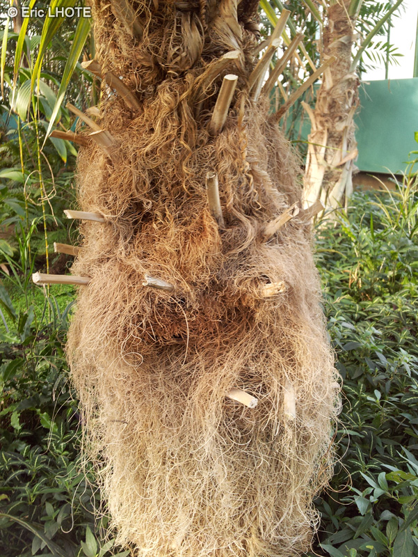  - Coccothrinax critina - 