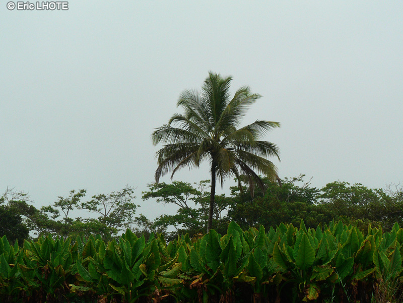  - Cocos nucifera - 