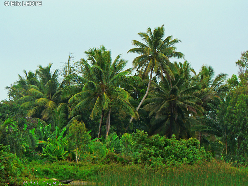  - Cocos nucifera - 