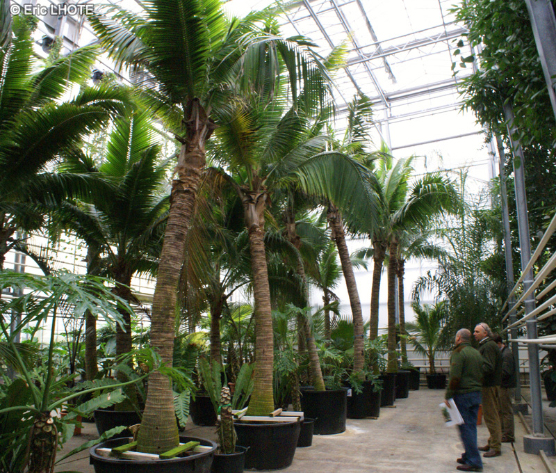 Arecaceae - Cocos nucifera - Cocotier