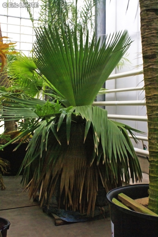  - Copernicia macroglossa - 