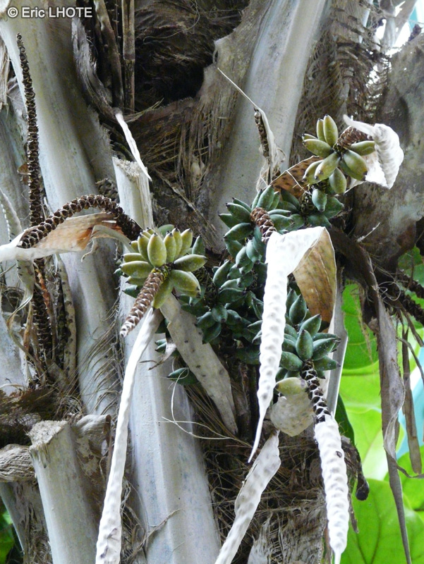  - Howea forsteriana - 