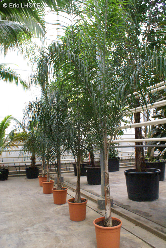  - Howea forsteriana - 