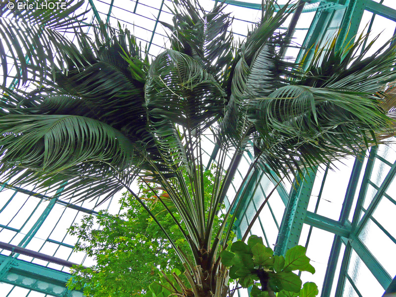 Arecaceae - Howea forsteriana - Howea de Forster, Kentia
