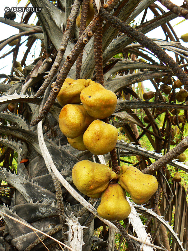  - Hyphaene coriacea - 