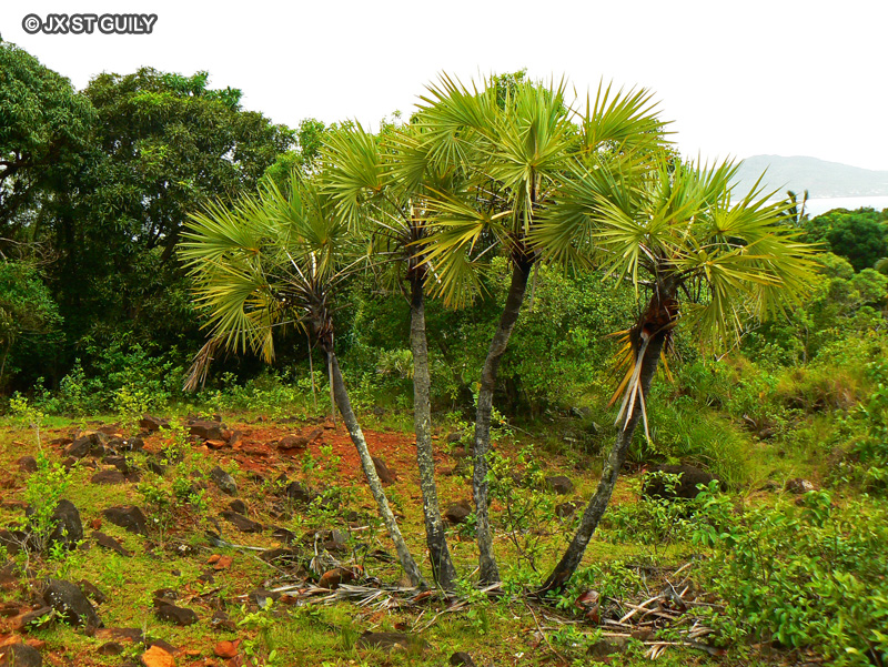 Arecaceae - Hyphaene coriacea - Palmier Doum