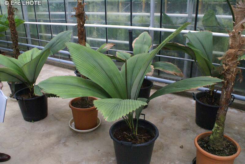 Arecaceae - Johannesteijsmannia magnifica - Johannesteijsmannia