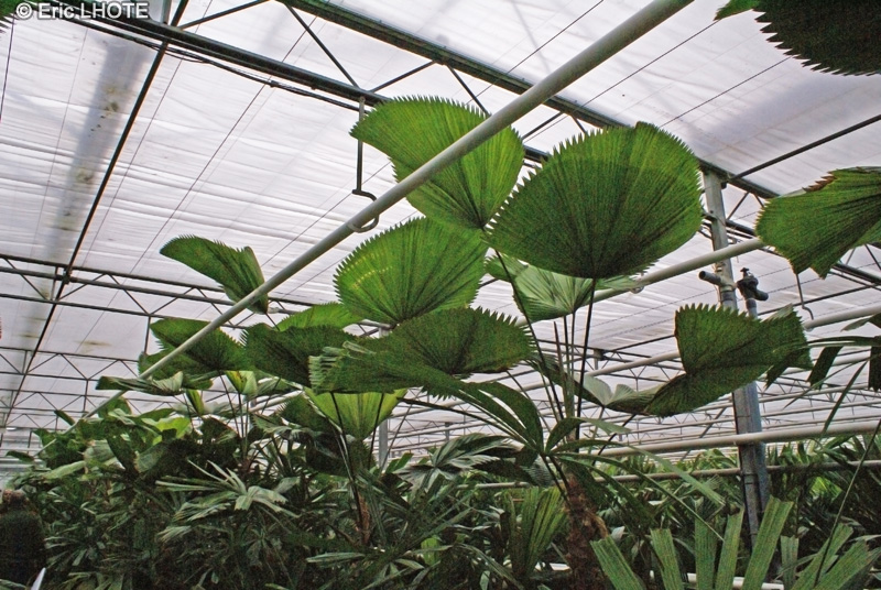 Arecaceae - Licuala grandis - Palmier &eacute;ventail de Vanuatu, Licuale &eacute;ventail, Palmier cuill&egrave;re