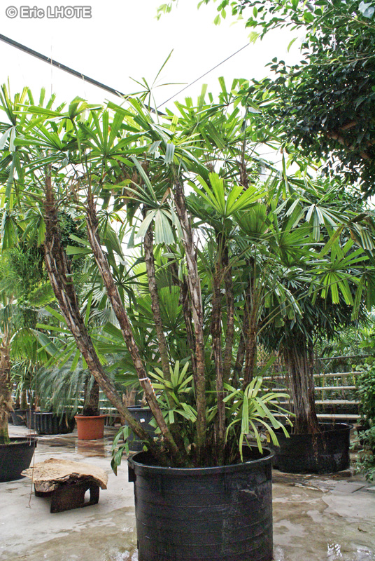  - Licuala spinosa, Licuala horrida - 