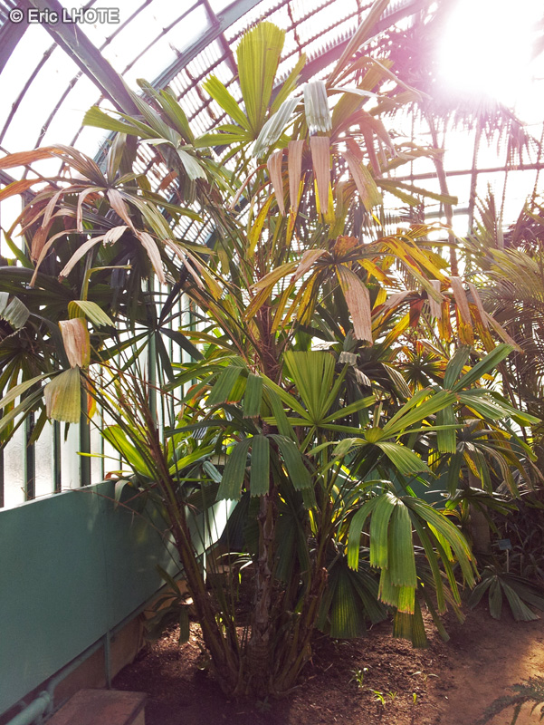  - Licuala spinosa, Licuala horrida - 