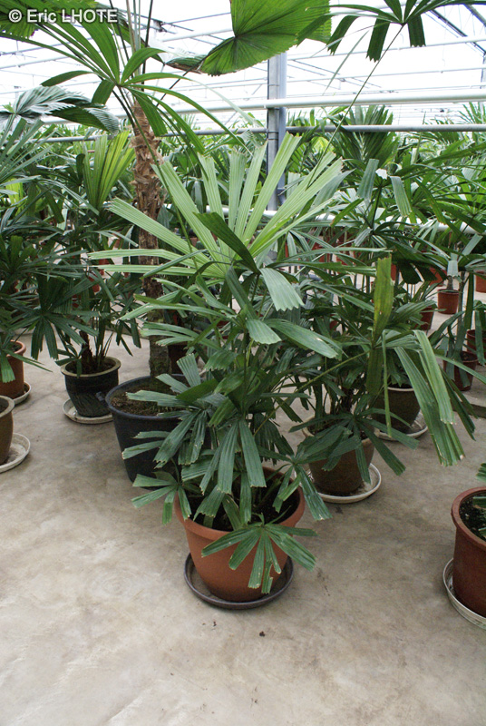 Arecaceae - Licuala spinosa, Licuala horrida - Licuale &eacute;pineuse