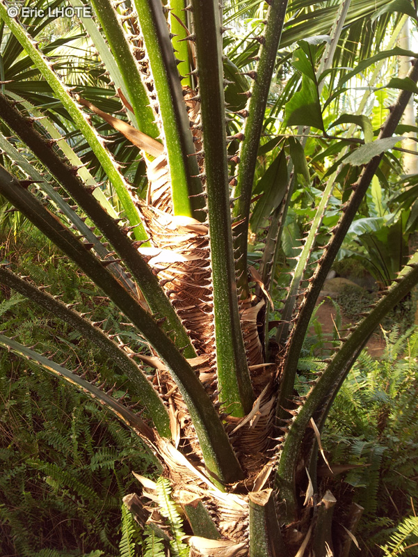  - Livistona saribus - 