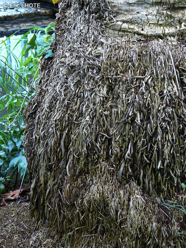  - Phoenix canariensis - 