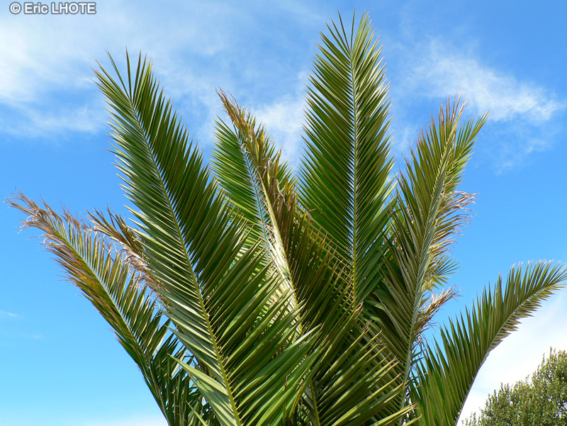  - Phoenix canariensis - 