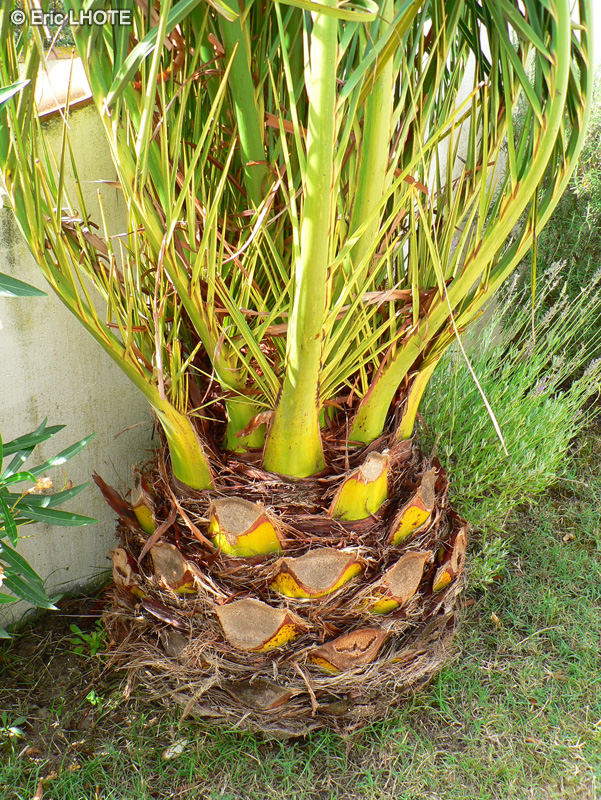  - Phoenix canariensis - 