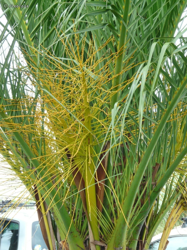  - Phoenix canariensis - 