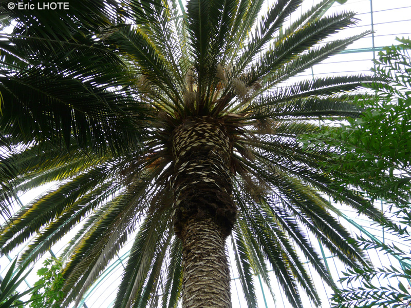 Arecaceae - Phoenix canariensis - Dattier des Canaries