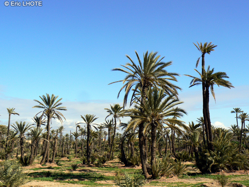 Arecaceae - Phoenix dactylifera - Palmier dattier