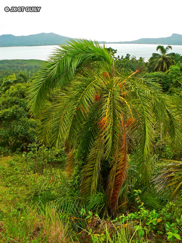  - Phoenix reclinata - 