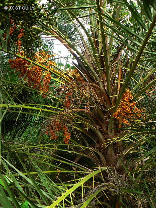 Arecaceae - Phoenix reclinata - Palmier du S&eacute;n&eacute;gal, Phoenix du S&eacute;n&eacute;gal