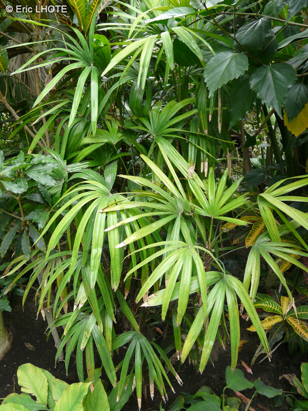  - Rhapis excelsa - 
