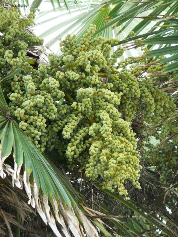  - Trachycarpus fortunei, Chamaerops excelsa - 
