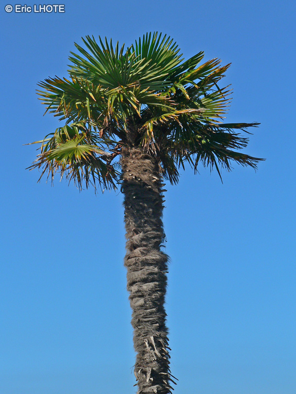  - Trachycarpus fortunei, Chamaerops excelsa - 