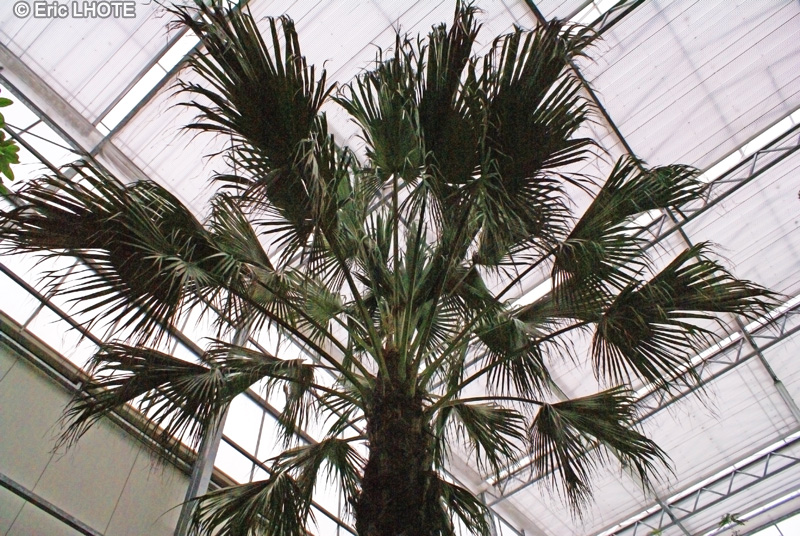  - Washingtonia filifera, Brahea filamentosa, Pritchardia filifera, Sabal filifera - 